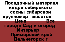 Посадочный материал кедра сибирского (сосны сибирской) крупномер, высотой 3-3.5  › Цена ­ 19 800 - Все города Сад и огород » Интерьер   . Приморский край,Дальнегорск г.